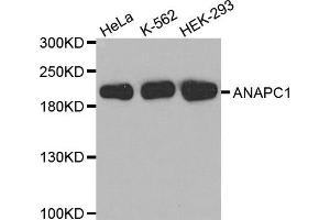 Western Blotting (WB) image for anti-Anaphase Promoting Complex Subunit 1 (ANAPC1) antibody (ABIN1870966) (APC1 抗体)