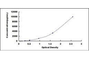 ELISA image for Slit Homolog 3 (SLIT3) ELISA Kit (ABIN419043) (SLIT3 ELISA 试剂盒)