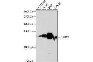Western blot analysis of extracts of various cell lines, using HKDC1 antibody (ABIN7267641) at 1:1000 dilution. (HKDC1 抗体  (AA 150-250))