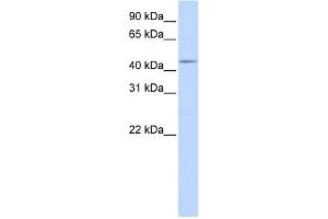 WB Suggested Anti-SPOCK3 Antibody Titration:  0. (SPOCK3 抗体  (Middle Region))