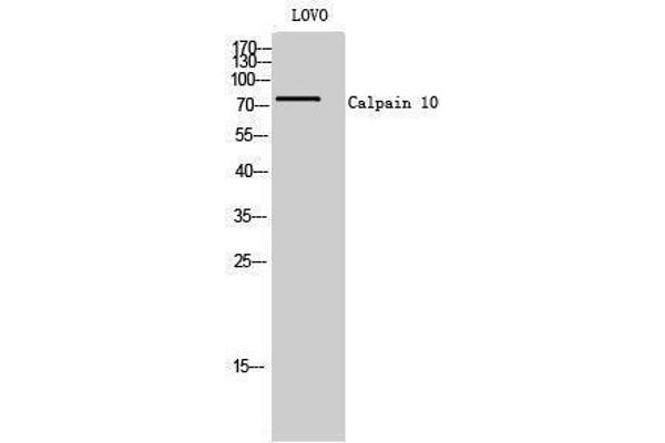 CAPN10 抗体  (N-Term)