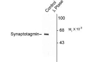 Western blots of rat cortex lysate showing specific immunolabeling of the ~60k - ~62k synaptotagmin phosphorylated at Thr202 (Control). (SYT1 抗体  (pThr202))