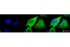 Immunocytochemistry/Immunofluorescence analysis using Rabbit Anti-HO-1 Polyclonal Antibody . (HMOX1 抗体  (FITC))