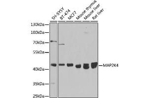 Western blot analysis of extracts of various cell lines, using MK4 antibody (ABIN7268641) at 1:1000 dilution. (MAP2K4 抗体  (AA 300-399))