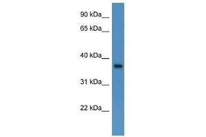 BSG antibody used at 0. (CD147 抗体  (N-Term))