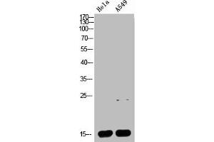 Western blot analysis of HELA A549 Cell Lysate, antibody was diluted at 1:1000 (Cytochrome C 抗体  (AA 1268-1341))