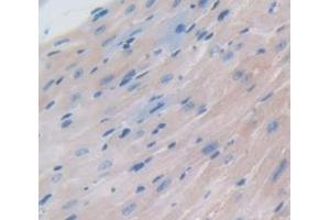 IHC-P analysis of Mouse Tissue, with DAB staining. (NPPA 抗体  (AA 25-152))