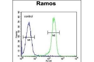 PDE4B Antibody (Center) (ABIN655630 and ABIN2845109) flow cytometric analysis of Ramos cells (right histogram) compared to a negative control cell (left histogram). (PDE4B 抗体  (AA 189-217))
