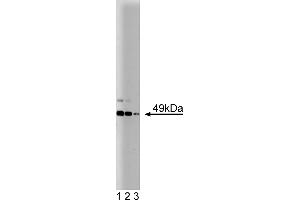 Western Blotting (WB) image for anti-JNK/SAPK1 (Pan) (AA 264-415) antibody (ABIN968075) (JNK/SAPK1 (Pan) (AA 264-415) 抗体)