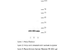 Western Blotting (WB) image for anti-Histone 3 (H3) (C-Term) antibody (ABIN577700) (Histone 3 抗体  (C-Term))