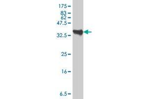 Western Blot detection against Immunogen (34. (SLUG 抗体  (AA 97-169))