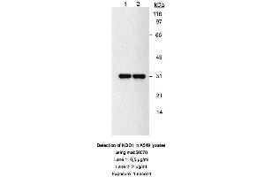 Image no. 2 for anti-NAD(P)H Dehydrogenase, Quinone 1 (NQO1) antibody (ABIN363232) (NQO1 抗体)