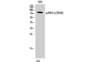 Western Blotting (WB) image for anti-Protein Kinase C, alpha (PKCa) (pThr638) antibody (ABIN3182587) (PKC alpha 抗体  (pThr638))