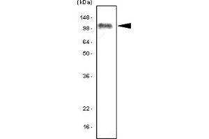 Western Blotting (WB) image for anti-Toll-Like Receptor 7 (TLR7) (AA 451-500) antibody (ABIN377249) (TLR7 抗体  (AA 451-500))
