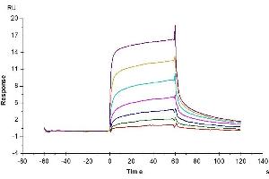 Surface Plasmon Resonance (SPR) image for neonatal Fc Receptor (FcRn) (AA 24-297) protein (His tag) (ABIN7274675)