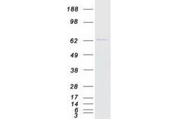 UBXD2 Protein (Myc-DYKDDDDK Tag)