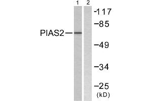 Western blot analysis of extracts from COS7 cells, using PIAS2 antibody. (PIAS2 抗体  (N-Term))