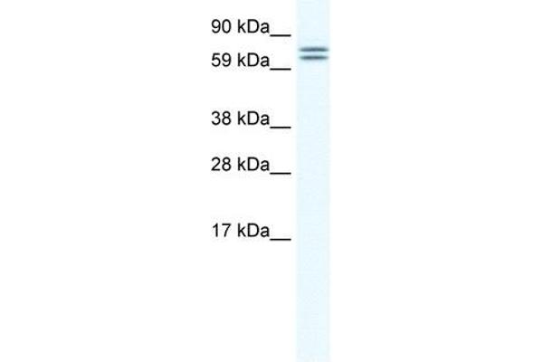 CES4A 抗体  (Middle Region)