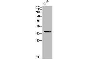 Western blot analysis of K562 using p-Mcl-1 (S159) antibody. (MCL-1 抗体  (pSer159))