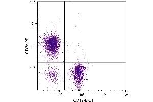 BALB/c mouse splenocytes were stained with Rat Anti-Mouse CD19-BIOT. (CD19 抗体  (Biotin))