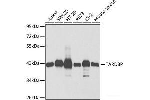 Western blot analysis of extracts of various cell lines using TARDBP Polyclonal Antibody at dilution of 1:1000. (TARDBP 抗体)