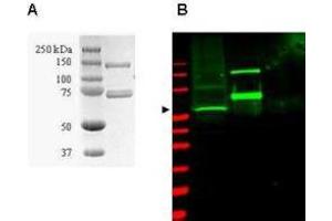 Coommassie-stained SDS-PAGE of GST-SAE1 recombinant protein (Panel A) and western blotting (Panel B) of HeLa WC lysate (lane 1) and purified recombinant GST-SAE1 (lane 2) are presented to show specificity of  purified anti-SUMO Activating Enzyme (SAE1) antibody. (SUMO Activating Enzyme E1 抗体)