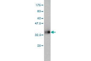 Western Blot detection against Immunogen (36. (ISL1 抗体  (AA 63-159))