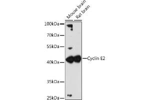 Western blot analysis of extracts of various cell lines, using Cyclin E2 antibody (ABIN1679046, ABIN3018761, ABIN3018762 and ABIN6220571) at 1:3000 dilution. (Cyclin E2 抗体  (C-Term))