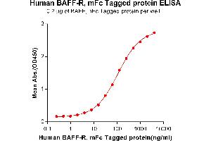 ELISA plate pre-coated by 2 μg/mL (100 μL/well) Human BAFF, hFc tagged protein ABIN6961113, ABIN7042255 and ABIN7042256 can bind Human BAFF-R, mFc tagged protein (ABIN6961114, ABIN7042257 and ABIN7042258) in a linear range of 0. (TNFRSF13C Protein (AA 7-71) (mFc Tag))