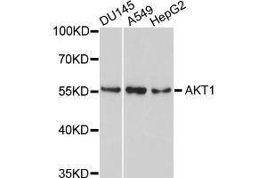 Western blot analysis of extracts of various cell lines, using AKT1 antibody (ABIN4902872) at 1:1000 dilution. (AKT1 抗体)