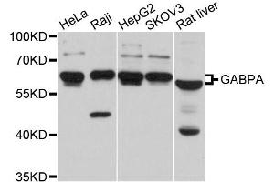 Western blot analysis of extracts of various cell lines, using GABPA antibody (ABIN5997764) at 1/1000 dilution. (GABPA 抗体)