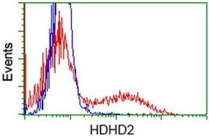 HEK293T cells transfected with either RC205967 overexpress plasmid (Red) or empty vector control plasmid (Blue) were immunostained by anti-HDHD2 antibody (ABIN2454525), and then analyzed by flow cytometry. (HDHD2 抗体)