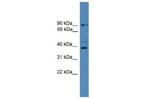 ZRANB1 antibody used at 0. (ZRANB1 抗体  (C-Term))