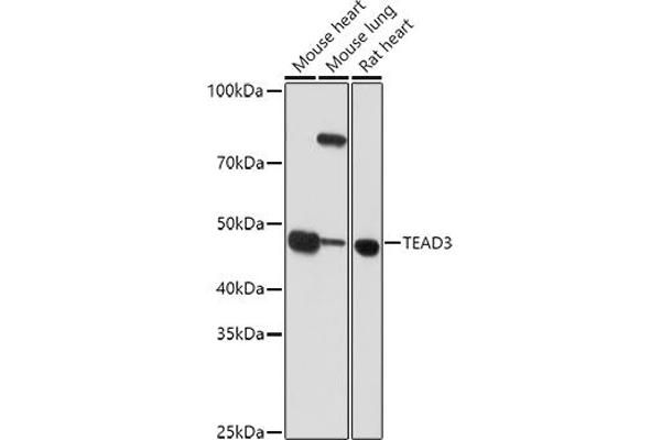 TEAD3 抗体  (AA 130-330)