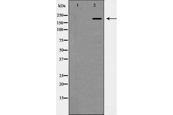 Integrin beta 4 抗体  (C-Term)