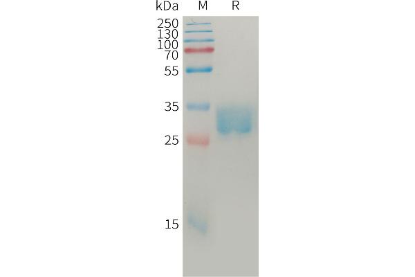 SLAMF8 Protein (AA 23-233) (His tag)