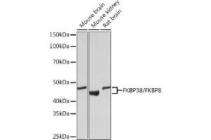 Western blot analysis of extracts of various cell lines, using FKBP38/FKBP8 Rabbit mAb (ABIN7267214) at 1:1000 dilution. (FKBP8 抗体)