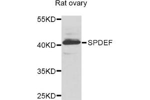 Western blot analysis of extracts of rat ovary, using SPDEF antibody (ABIN5975055) at 1/1000 dilution. (SPDEF/PSE 抗体)