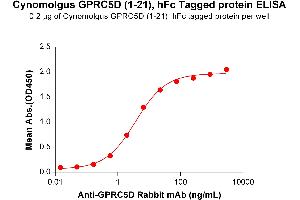 GPRC5D Protein (AA 1-21) (Fc Tag)