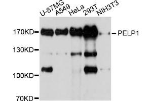 Western blot analysis of extracts of various cell lines, using PELP1 antibody. (PELP1 抗体)