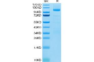 LGR5 Protein (AA 22-543) (Fc Tag)