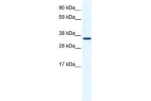 WB Suggested Anti-ANXA2 Antibody Titration:  1. (Annexin A2 抗体  (C-Term))