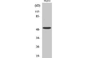 Western Blot analysis of COLO205 cells using TGFβ RI Polyclonal Antibody diluted at 1:500. (TGFBR1 抗体)