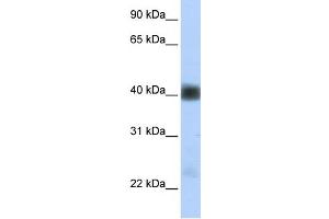 WB Suggested Anti-SGCB Antibody Titration:  0. (SGCB 抗体  (Middle Region))