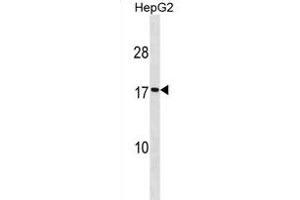 SEC11A Antibody (Center) (ABIN1881776 and ABIN2838974) western blot analysis in HepG2 cell line lysates (35 μg/lane). (SEC11A 抗体  (AA 95-123))