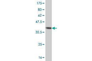 Western Blot detection against Immunogen (37. (EIF2A 抗体  (AA 1-100))