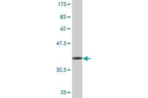 Western Blot detection against Immunogen (36. (FOXP2 抗体  (AA 616-715))