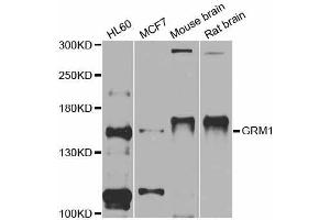 Western blot analysis of extracts of various cell lines, using GRM1 antibody (ABIN5997848) at 1/1000 dilution. (Metabotropic Glutamate Receptor 1 抗体)