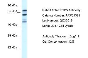 Western Blotting (WB) image for anti-Eukaryotic Translation Initiation Factor 2B, Subunit 5 Epsilon, 82kDa (EIF2B5) (N-Term) antibody (ABIN786396) (EIF2B5 抗体  (N-Term))