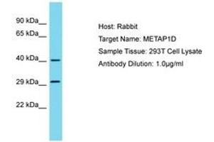 Image no. 1 for anti-Methionyl Aminopeptidase Type 1D (Mitochondrial) (METAP1D) (AA 23-72) antibody (ABIN6750784) (MAP1D 抗体  (AA 23-72))